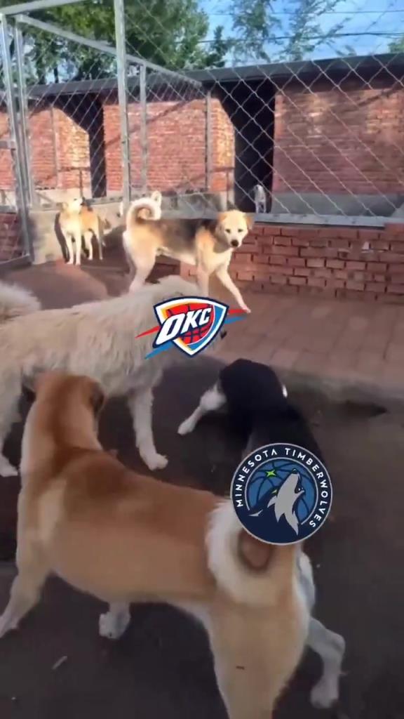 太有活了！美媒惡搞：狗王雷霆嚇退掘金灰熊，把森林狼按地上